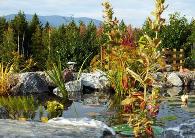 Different types of aquatic plants.